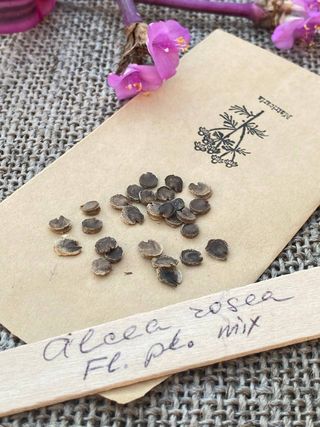 Malva XXL Fiore Doppio Bianco