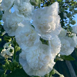 Malva XXL Fiore Doppio Bianco