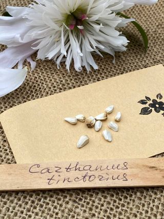 Sofflora tinctoria - Fiore Solare Nuovo