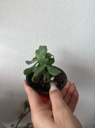 Crassula Arborescens “arbol de jade”