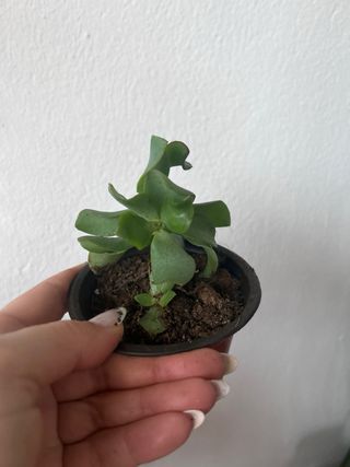 Crassula Arborescens “arbol de jade”