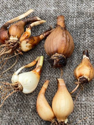 Pancratium maritimum - Narciso Marino - 1 bulbo