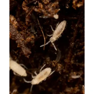 Cultivo de Colembolos (Springtails)