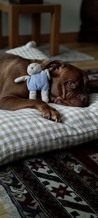 Cama para perro XXL, nueva, desenfundable y lavala