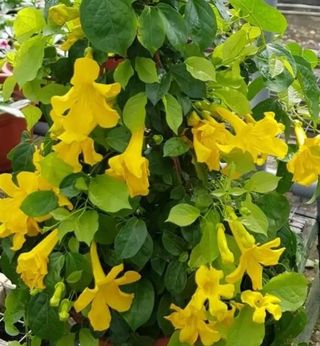 semi Dolichandra (Macfadyena) · Rampicante