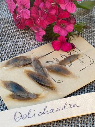 semi Dolichandra (Macfadyena) · Rampicante