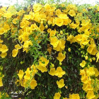 semi Dolichandra (Macfadyena) · Rampicante