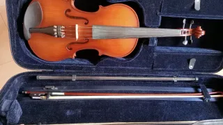 Viola