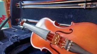 Viola