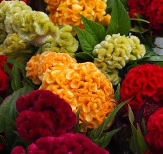 Celosia cristata ‘Mix’ • Spettacolare & Solare