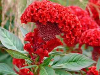 Celosia cristata ‘Mix’ • Spettacolare & Solare