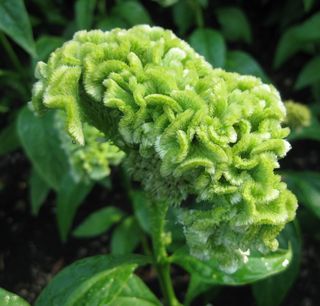 Celosia cristata ‘Mix’ • Spettacolare & Solare