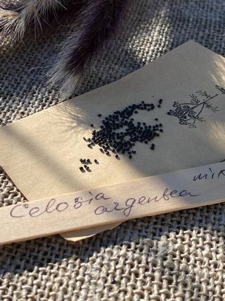 Celosia cristata ‘Mix’ • Spettacolare & Solare