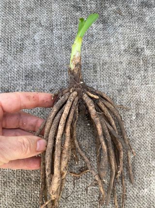 Hemerocallis 'Special Candy' -PREMIUM