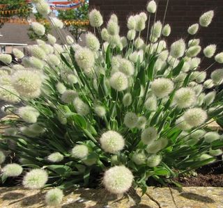 Lagurus ovatus ‘Mini’ • Soffice & Naturale