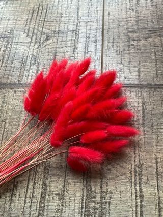 Lagurus ovatus ‘Mini’ • Soffice & Naturale