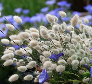 Lagurus ovatus ‘Mini’ • Soffice & Naturale