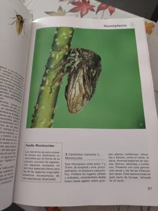 GRAN ENCICLOPEDIA DE LOS INSECTOS, LA