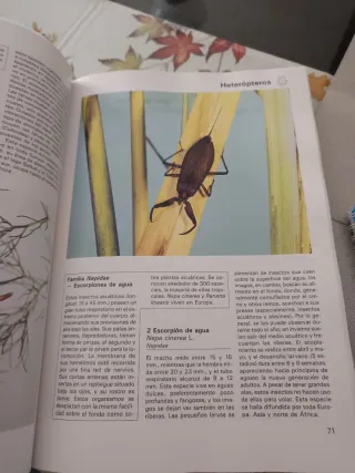 GRAN ENCICLOPEDIA DE LOS INSECTOS, LA