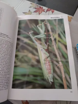 GRAN ENCICLOPEDIA DE LOS INSECTOS, LA