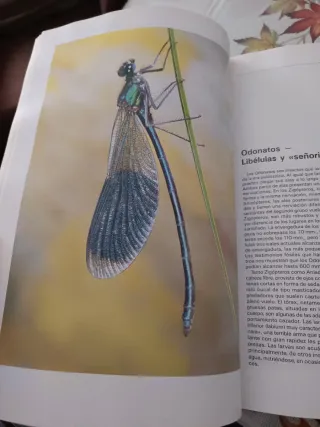 GRAN ENCICLOPEDIA DE LOS INSECTOS, LA