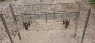 Jaula gallinas