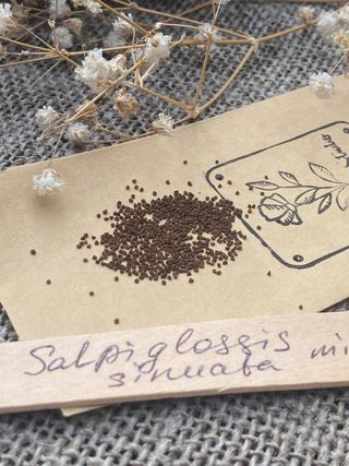 Salpiglossis Vellutata & Profumata