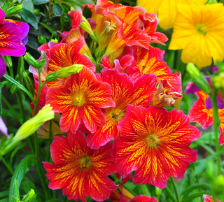 Salpiglossis Vellutata & Profumata