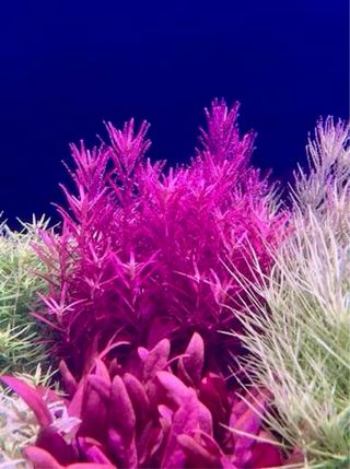 Lote 8+1 plantas de acuario variadas coloridas