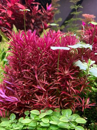 Lote 8+1 plantas de acuario variadas coloridas