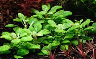 Lote 8+1 plantas de acuario variadas coloridas