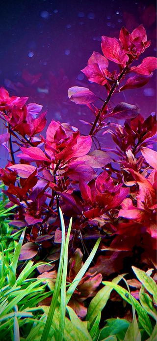 Lote 8+1 plantas de acuario variadas coloridas