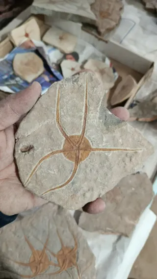 Fósil de estrella de mar en roca