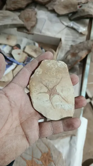 Fósil de estrella de mar en roca