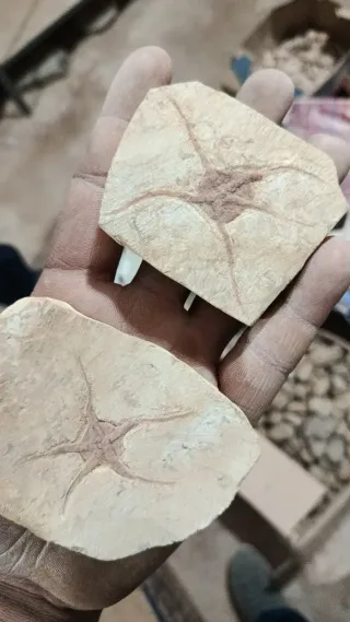 Fósil de estrella de mar en roca