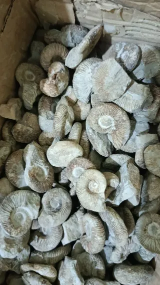Ammonite