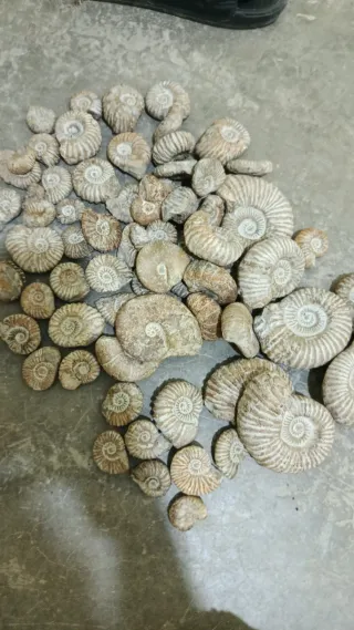 Ammonite