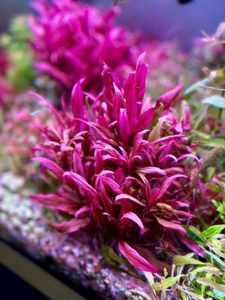 Lote 15+3 plantas acuario variadas y coloridas