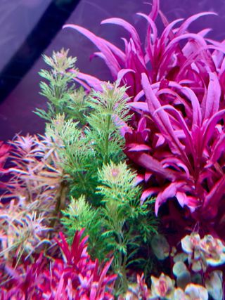Lote 15+3 plantas acuario variadas y coloridas