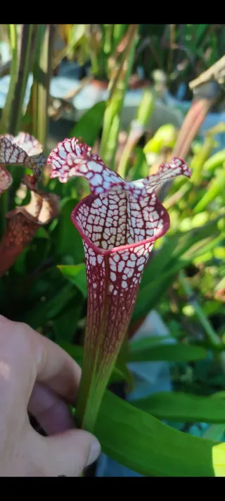 Sarracenia leucophylla SLE-010 Walton