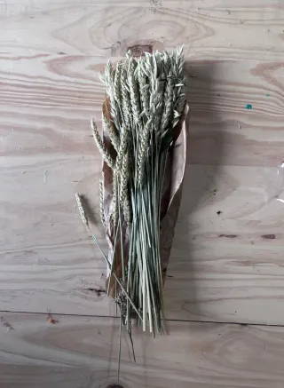 Lote de plantas preservadas