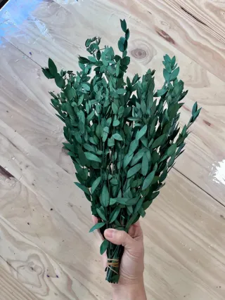 Lote de plantas preservadas