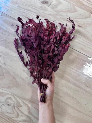 Lote de plantas preservadas