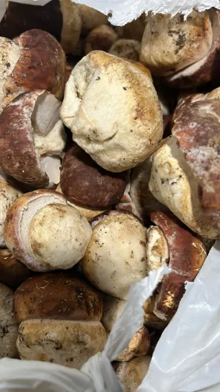 Curso de Recolección de setas online