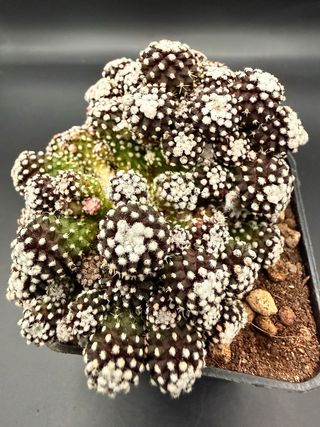 Copiapoa laui monstruosa vaso 7,5 cm
