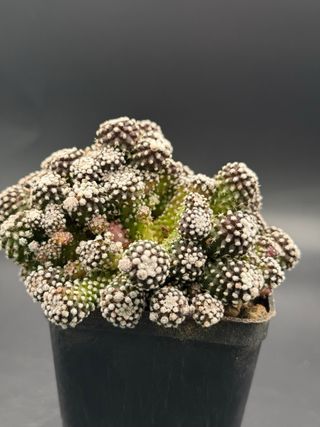 Copiapoa laui monstruosa vaso 7,5 cm