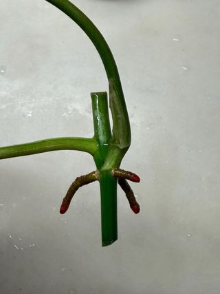 Estaca Philodendron 'Paraiso Verde'