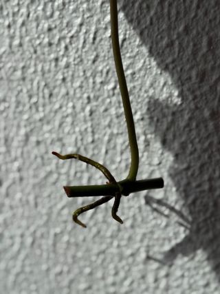 Estaca Philodendron 'Paraiso Verde'