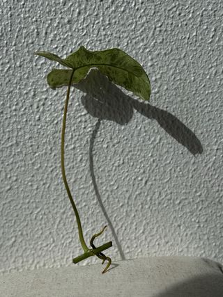 Estaca Philodendron 'Paraiso Verde'