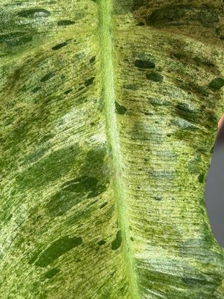 Estaca Philodendron 'Paraiso Verde'